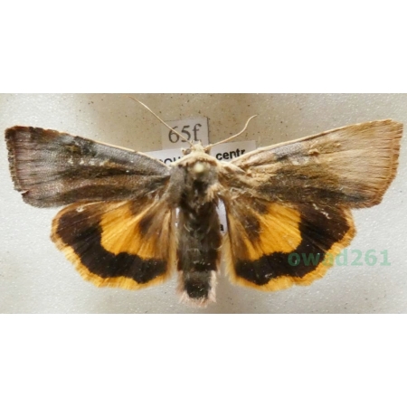 Noctua janthe (Borkhausen, 1792) Rolnica przepaska Czech65f